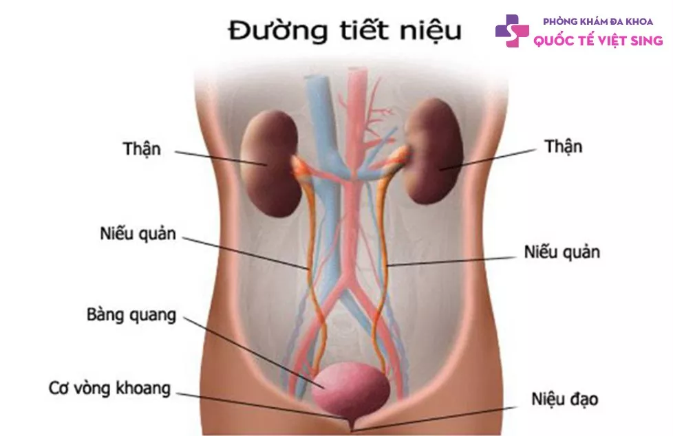 Bệnh đường tiết niệu cón những dạng bệnh nào?