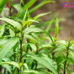 https://dakhoaquoctebacninh.vn/wp-content/uploads/2024/01/an-rau-ram-co-bi-yeu-sinh-ly-khong-1.jpg-250x250.webp
