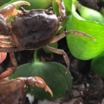 Cua đồng chữa tai biến: Mẹo dân gian hay hiểu lầm nguy hiểm?